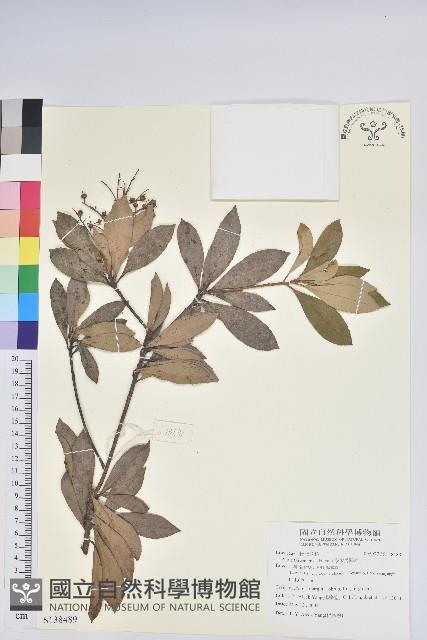 臺灣馬醉木藏品圖，第1張