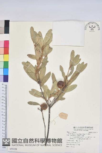 雷公青剛藏品圖，第1張