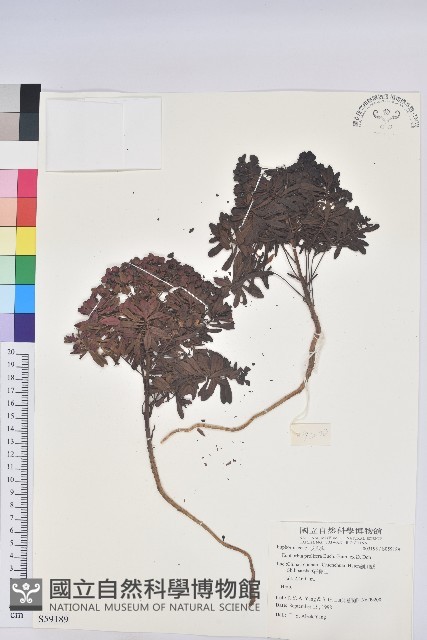 登錄號:S059189藏品圖，第1張