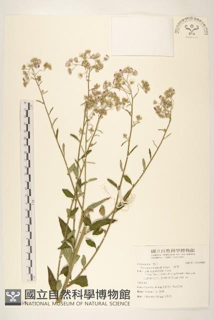 一枝香藏品圖，第1張