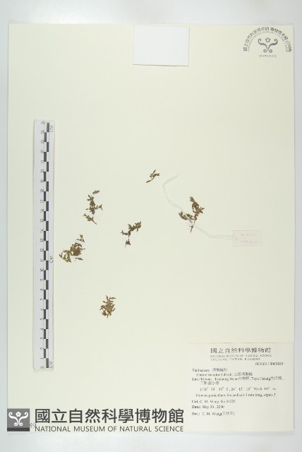 短柄花溝繁縷、三蕊溝繁縷藏品圖，第1張