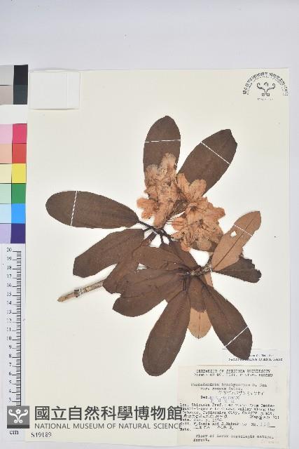 短果杜鵑花藏品圖，第1張