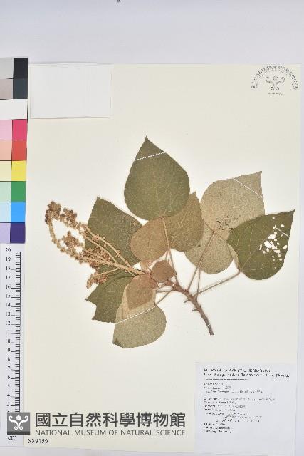 野桐藏品圖，第1張