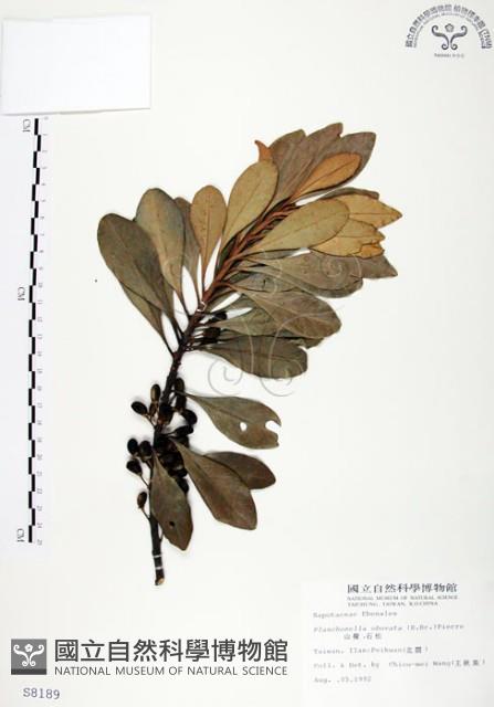 山欖、樹青藏品圖，第1張