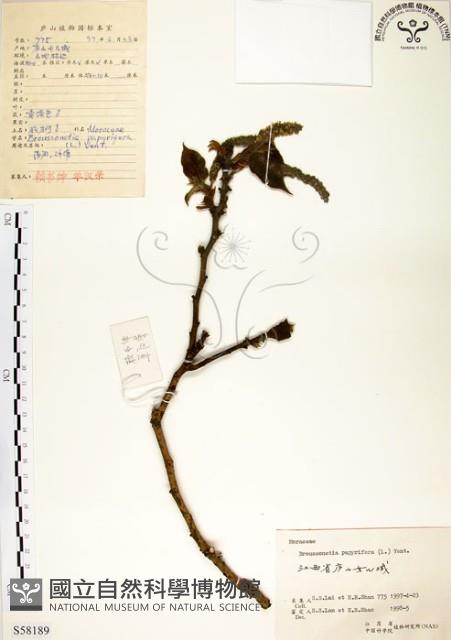 構樹藏品圖，第1張