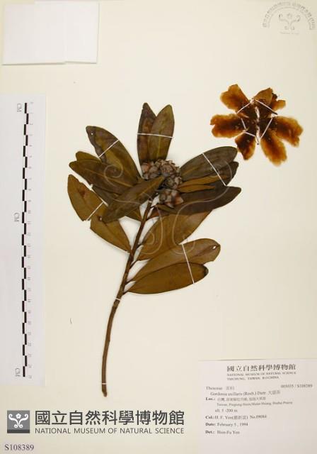 大頭茶藏品圖，第1張