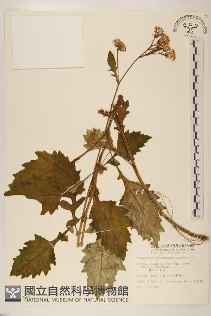 黃花三七草藏品圖，第1張