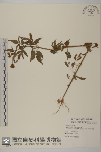 白花鬼針藏品圖，第1張