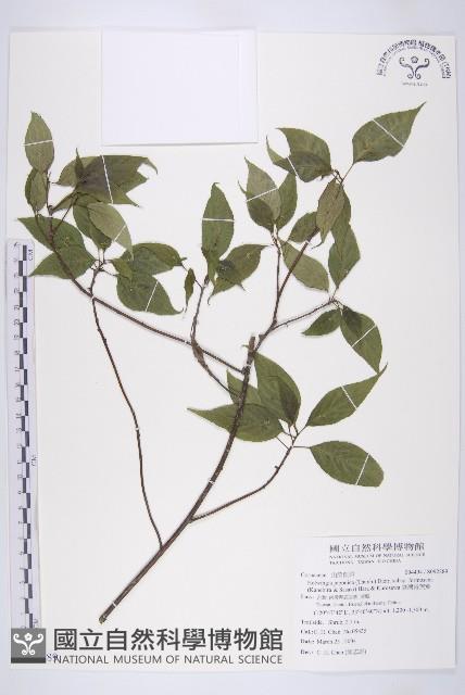 臺灣青莢葉藏品圖，第1張