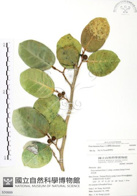 山豬枷藏品圖，第1張