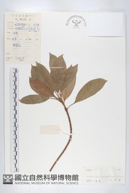 Japanese Elaeocapus Collection Image, Figure 1, Total 3 Figures