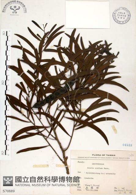 相思樹藏品圖，第1張