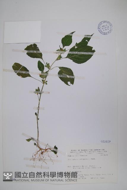 華九頭獅子草藏品圖，第1張