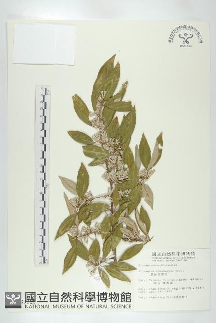 鄧氏胡頹子藏品圖，第1張