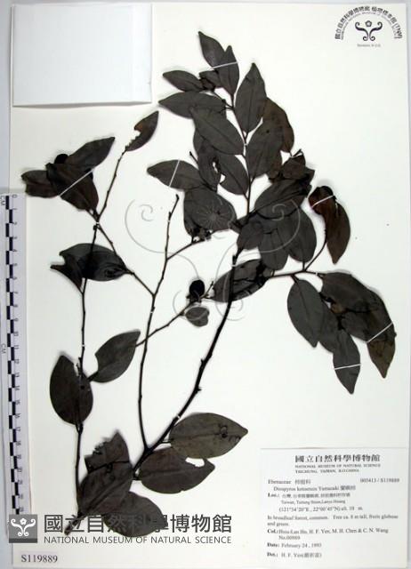 蘭嶼柿藏品圖，第1張