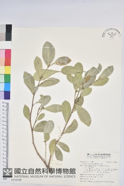 白樹仔藏品圖，第1張