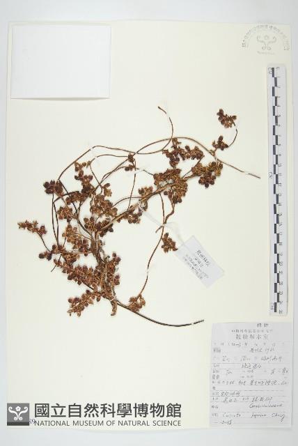 日本菟絲子藏品圖，第1張