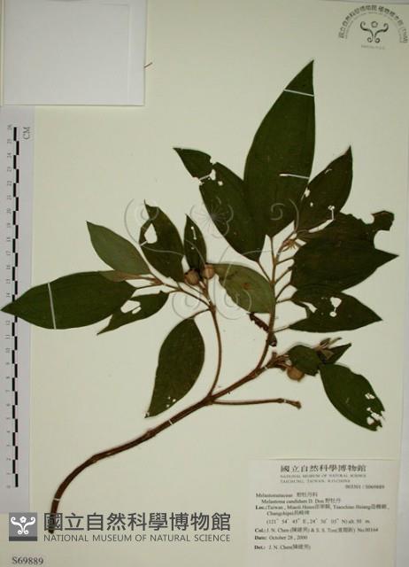 野牡丹藏品圖，第1張