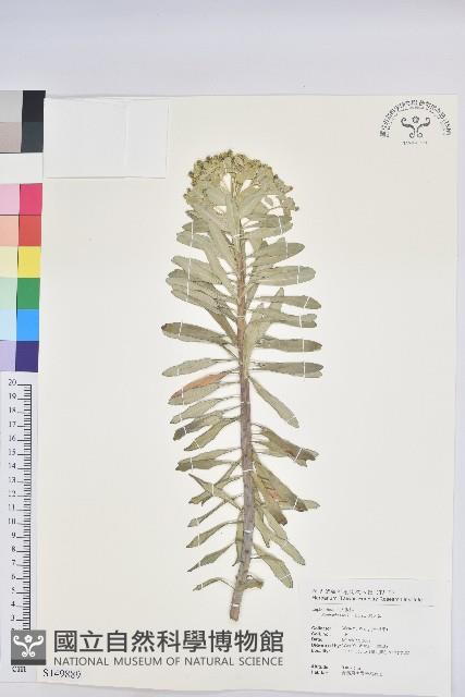 岩大戟藏品圖，第1張