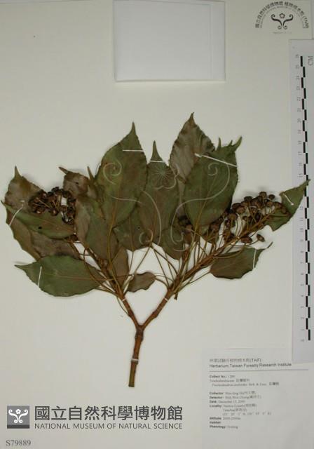 昆欄樹藏品圖，第1張