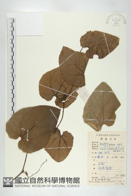 兩廣栝樓藏品圖，第1張