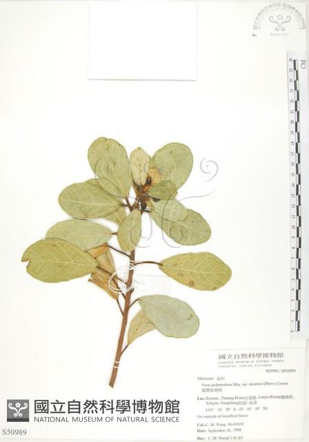 鵝鑾鼻蔓榕藏品圖，第1張