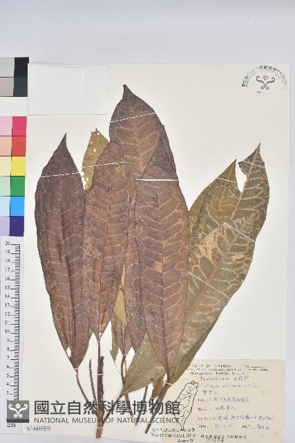 變葉木藏品圖，第1張