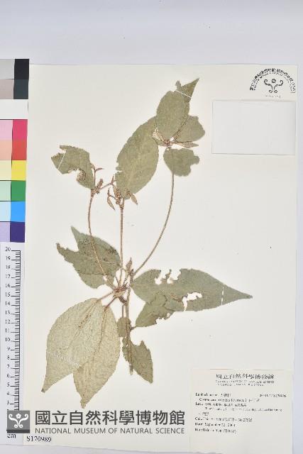 裡白巴豆藏品圖，第1張