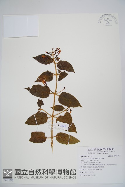 阿里山忍冬、漸尖葉忍冬藏品圖，第1張