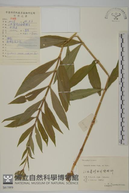 剪秋羅、剪秋紗、漢宮秋藏品圖，第1張