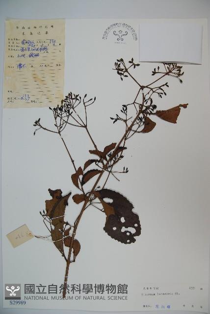 淡黃莢迷藏品圖，第1張