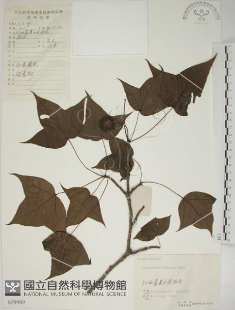 楓香、楓樹藏品圖，第1張