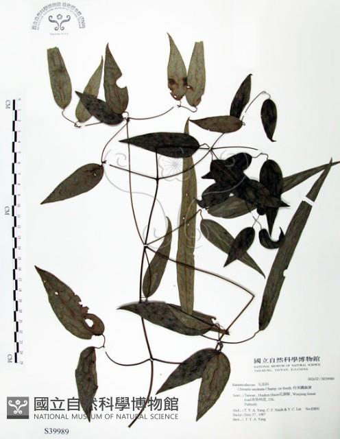 柱果鐵線蓮藏品圖，第1張