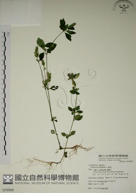 爵床藏品圖，第1張