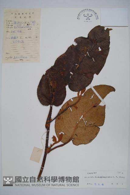 兩廣獼猴桃藏品圖，第1張