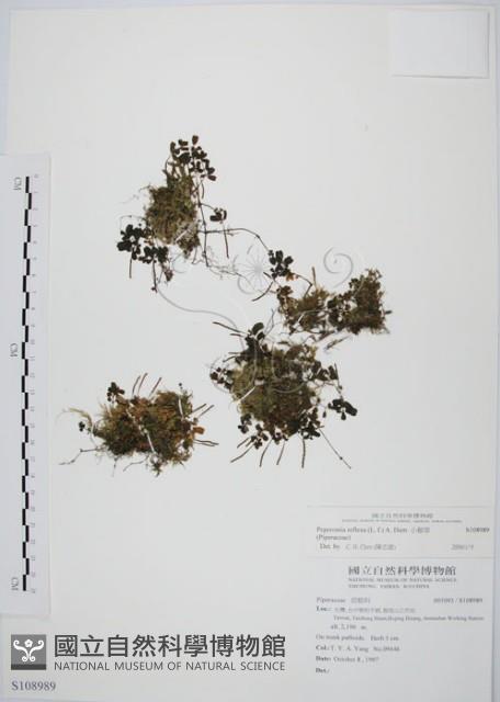 山椒草藏品圖，第1張