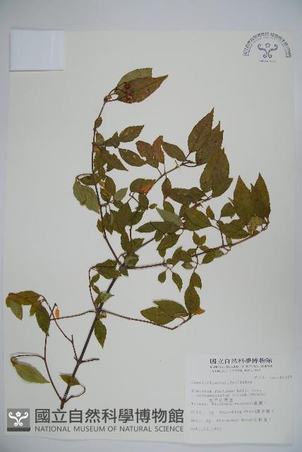 狹葉莢迷藏品圖，第1張