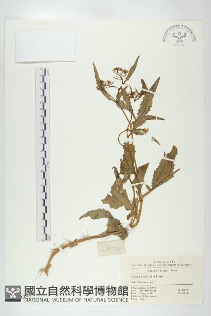 葶藶藏品圖，第1張