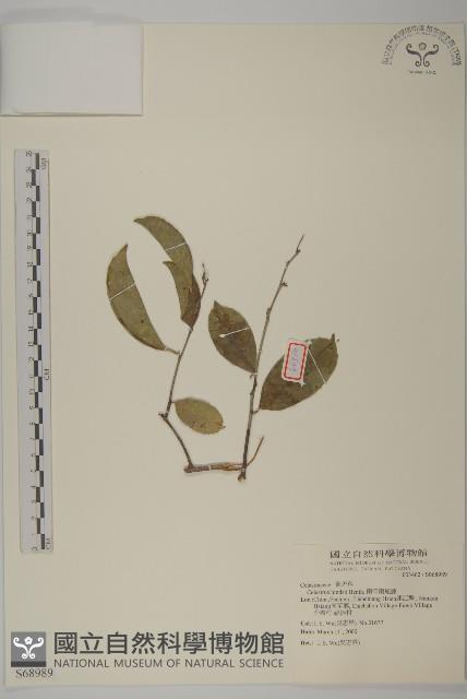 南華南蛇藤，青江藤藏品圖，第1張