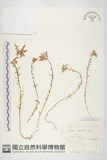 佛甲草藏品圖，第1張