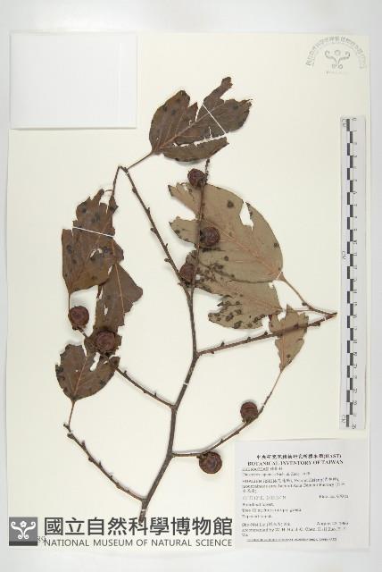 山柿, 山豆柿藏品圖，第1張