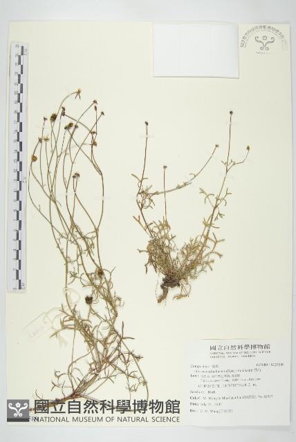 香茹藏品圖，第1張