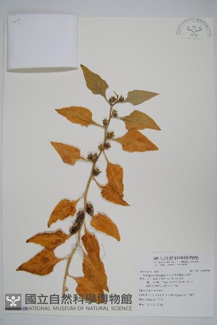 番杏藏品圖，第1張