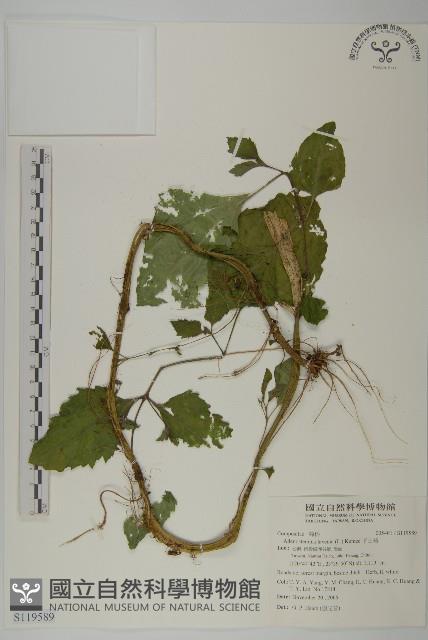 下田菊藏品圖，第1張