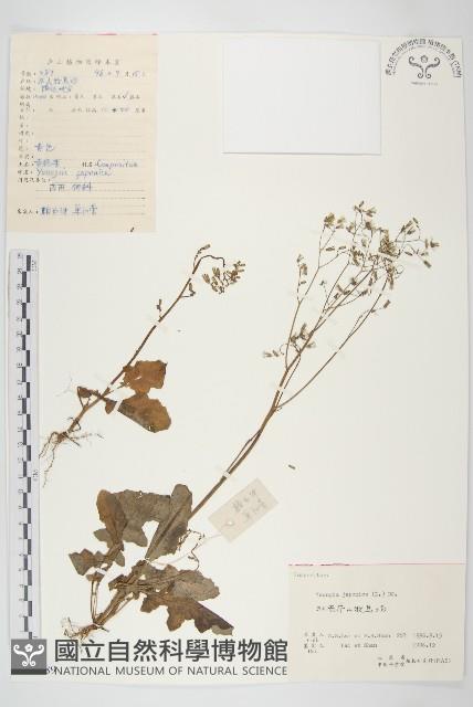 黃鵪菜藏品圖，第1張