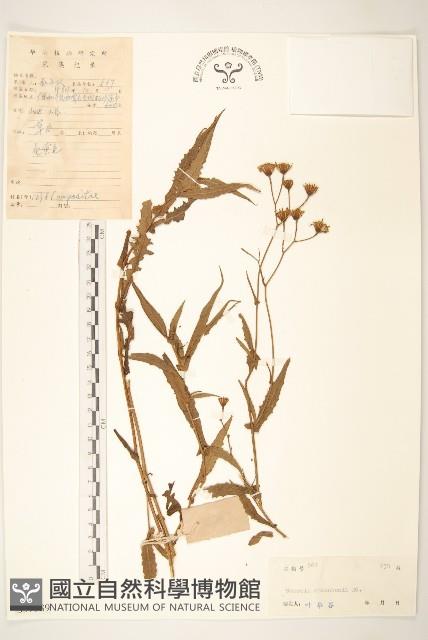 閩粵千里光藏品圖，第1張