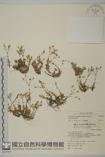 玉山卷耳藏品圖，第1張