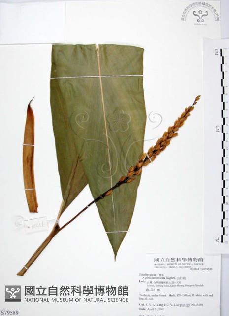 山月桃藏品圖，第1張