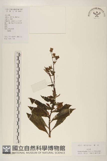 紅鳳菜藏品圖，第1張