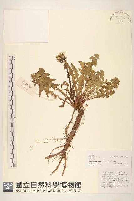 蒲公英藏品圖，第1張